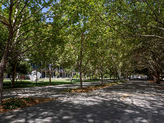 Imagen de arboleda en Campus San Joaquín de la UC