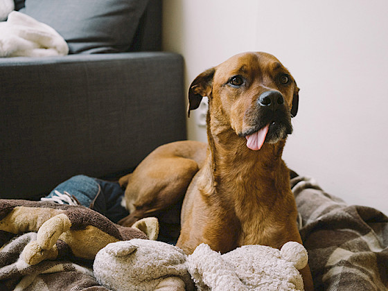 Imagen de perro