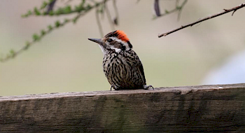 pajaro carpinterito