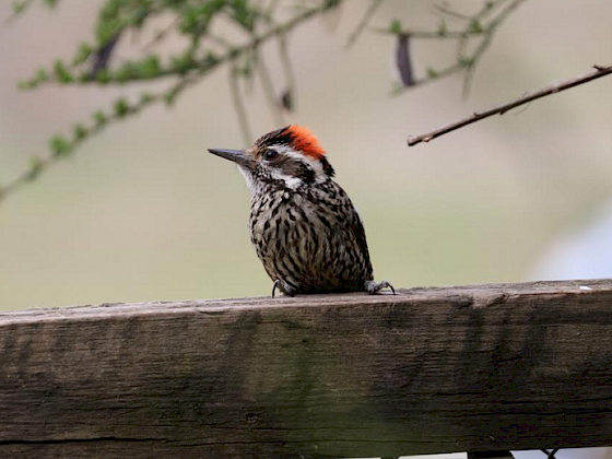 pajaro carpinterito