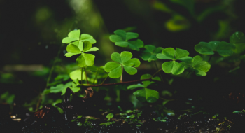 plantas cerca del suelo