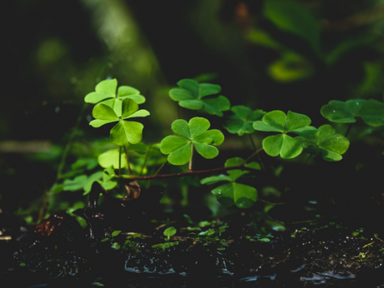 plantas cerca del suelo