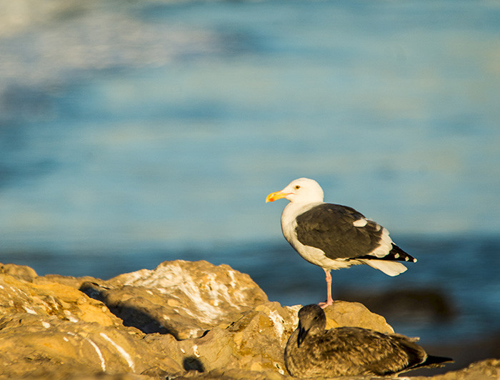 imagen correspondiente a la noticia: "Aves marinas y ecosistemas costeros del gran Valparaíso: ¿Cómo son percibidos?"