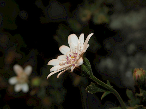 Leucheria cantillanensis, nueva especie recién descubierta