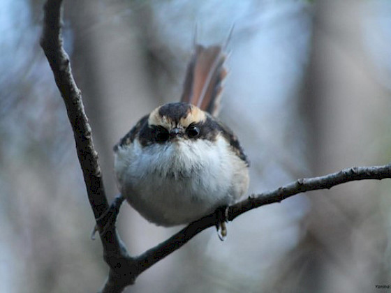 Rayadito, habitante alado de los bosques de Chile y Argentina. Foto Yanina Poblete.