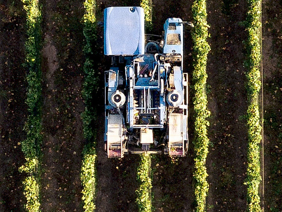 plantación