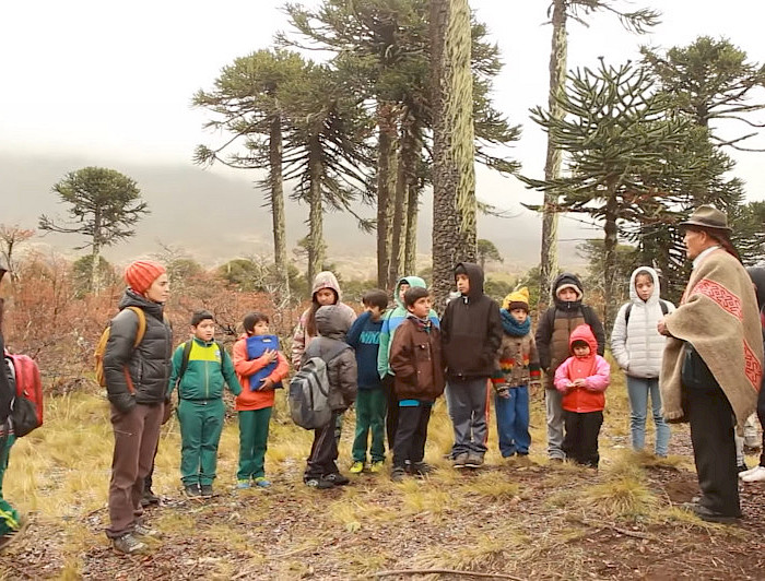 personas conversando en un bosque de araucarias
