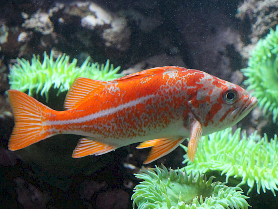 Rockfish