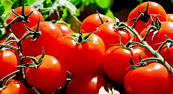 Tomates en racimo