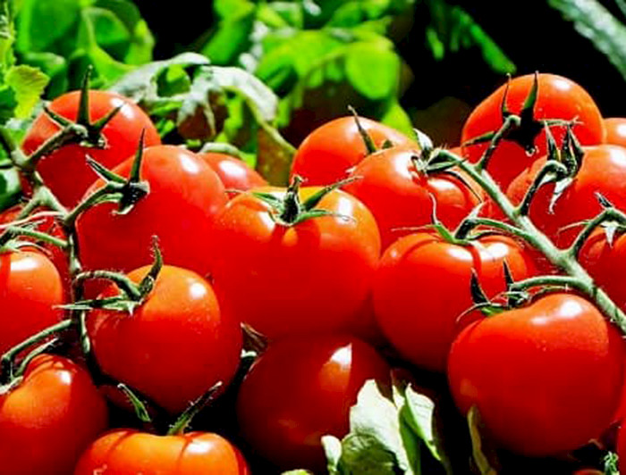 Tomates en racimo
