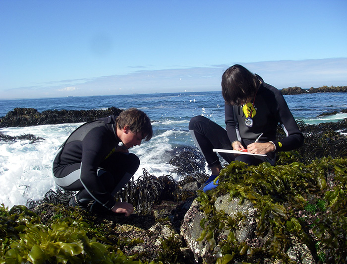 Impulsar el cultivo de algas en Chile es el objetivo del nuevo Núcleo Milenio de Agronomía Marina de Holobiontes Macroalgales, uno de los cuatro proyectos en que participa la UC adjudicados en el concurso Núcleos Milenio en Ciencias Naturales y Exactas 2021. (Crédito fotografía: ECIM)