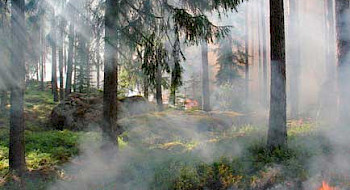 Bosque quemándose.