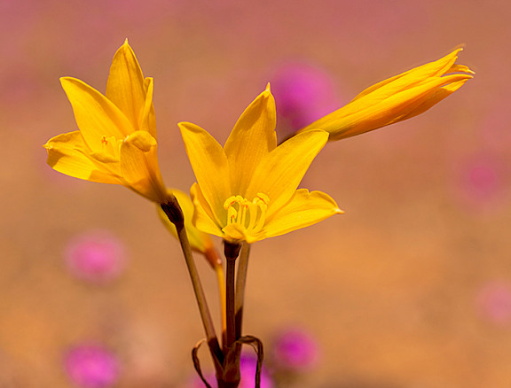 Yellow flower AKA 'ananuca'