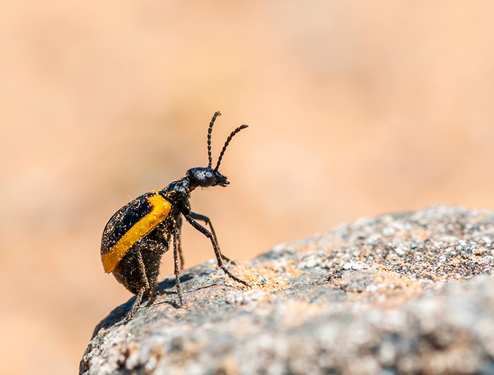 The photo shows a beetle of the family Melyridae (his body is black and the back is surrounded by orange).
