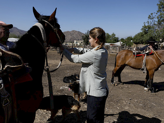 Veterinaria, caballos.- Foto Dirección de Comunicaciones
