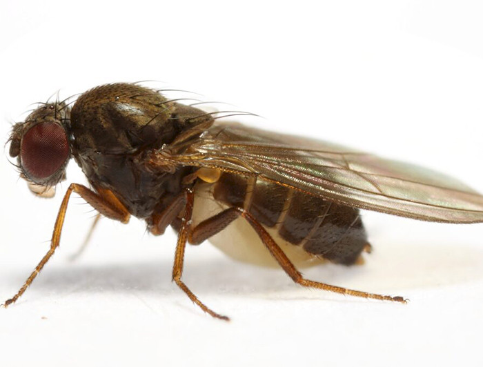 D. subobscura una de las especies investigadas. Foto Darren Obbard)