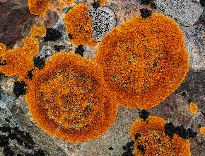 Líquenes rojos circulares sobre una roca