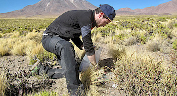Thomas Dussarrat recolectando muestras en el altiplano entre medio de la vegetación y con un volcán de fondo
