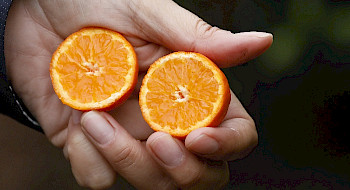 Una mano sostiene dos mitades de una mandarina.