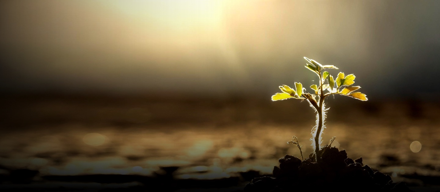 Pequeña planta creciendo en medio de la tierra con un rayo de luz que la ilumina.