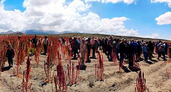 Cultivos de Quinoa