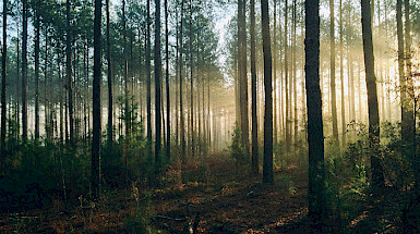 Bosque