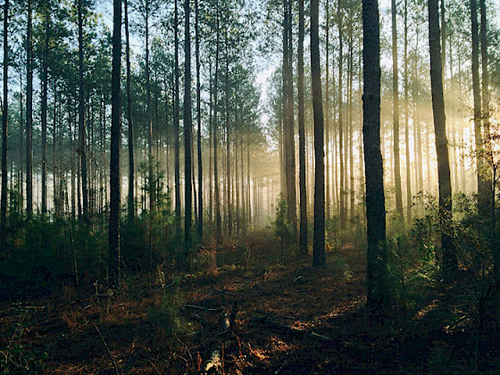 Bosque