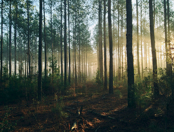 Bosque