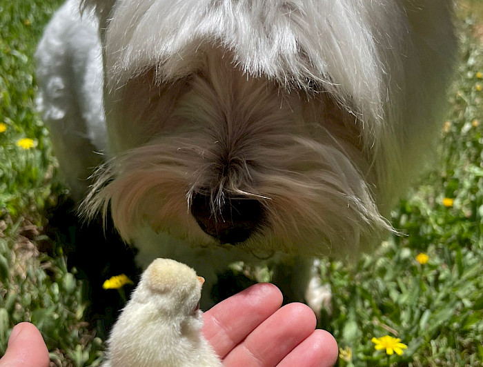 imagen correspondiente a la noticia: "Juegos para celebrar el Día Internacional del Perro y potenciar la salud canina"