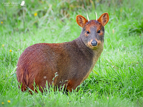 Pudú en medio de la hierba