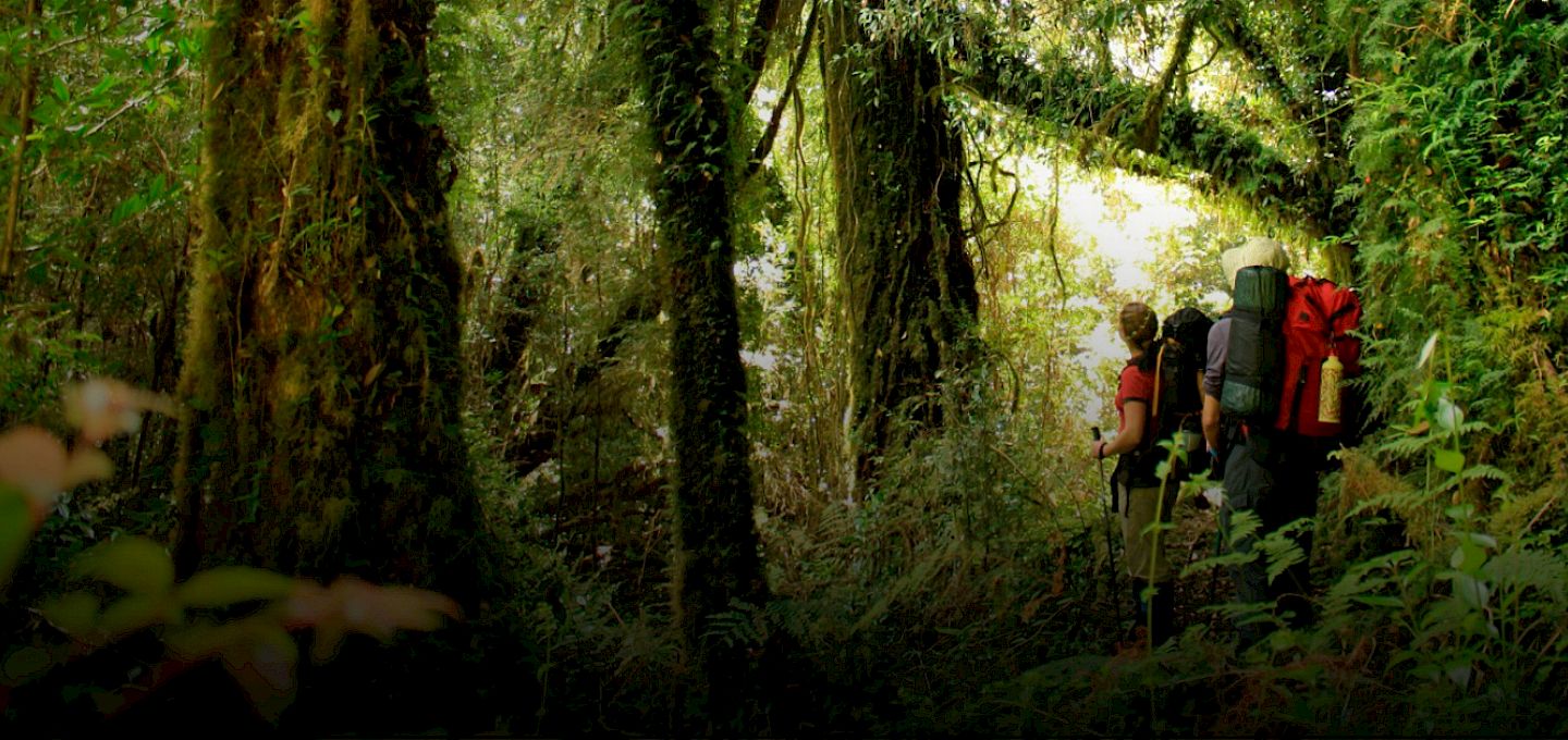 Hikers walking through the dense, lush forest of Tantauco Park, surrounded by towering moss-covered trees and vibrant greenery.