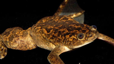 Rana Africana de Garras - Colección Patricio Sánchez