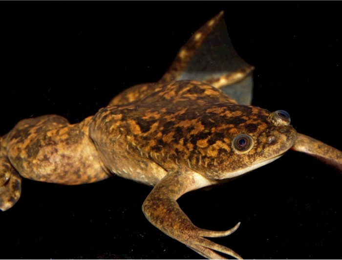 Rana Africana de Garras - Colección Patricio Sánchez